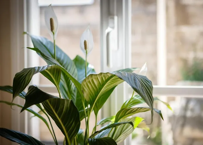 Loft Catedral Jerez Apartment *