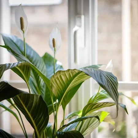 Loft Catedral Jerez Appartement *